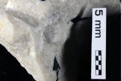 Foto (Detailansicht) von Goniodromites bidentatus (Reuss, 1858) (NHMW-GEO-1990-0041-0409)